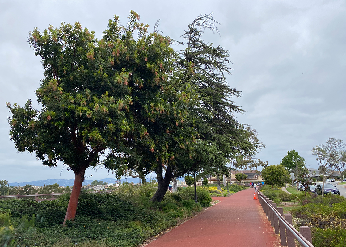 A Look at the Reuben Ingold Park in View Park
